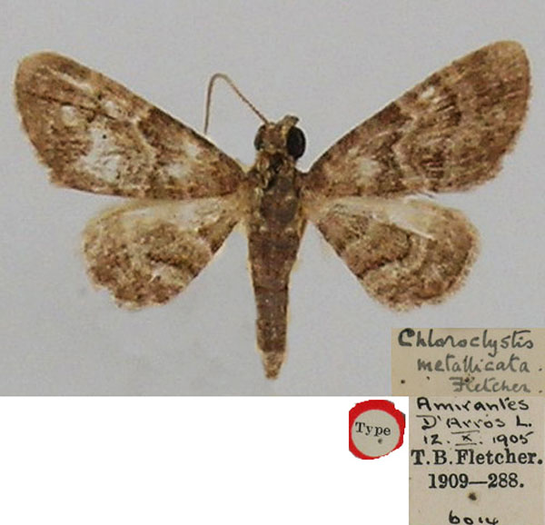 /filer/webapps/moths/media/images/M/metallicata_Chloroclystis_HT_BMNH.jpg