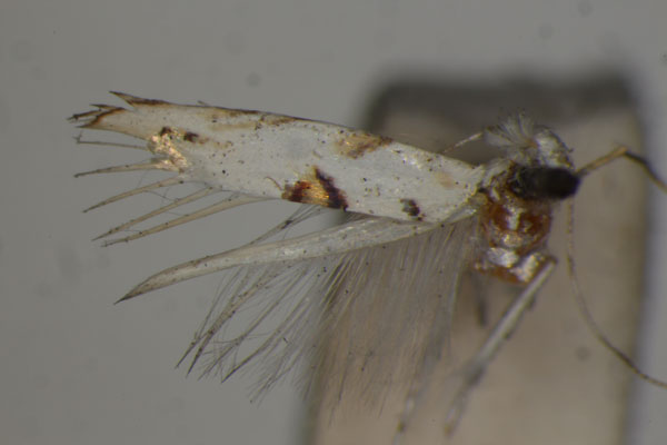 /filer/webapps/moths/media/images/M/metallifera_Crobylophora_HT_BMNH.jpg