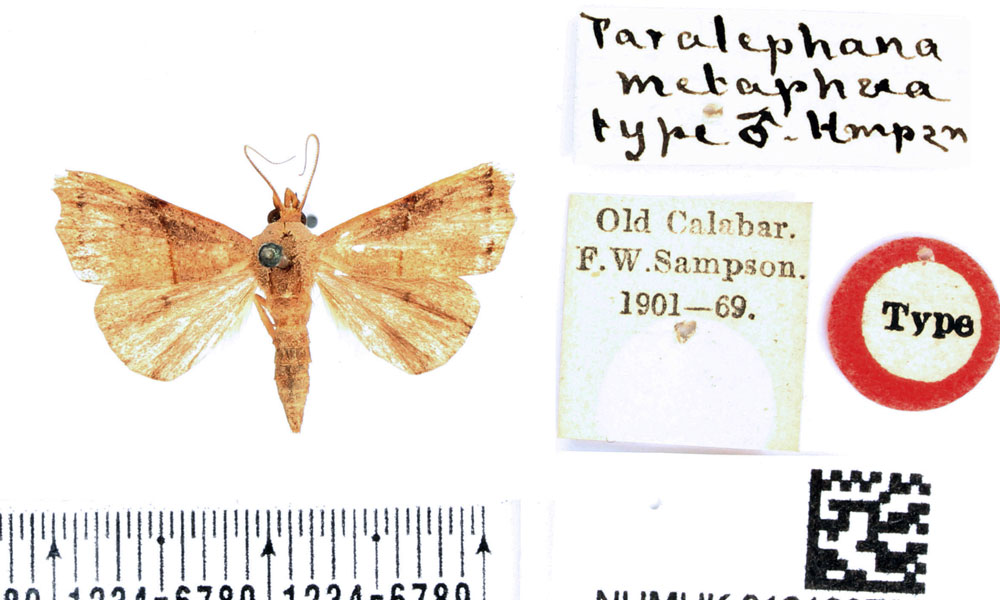 /filer/webapps/moths/media/images/M/metaphaea_Paralephana_HT_BMNH.jpg