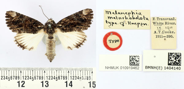 /filer/webapps/moths/media/images/M/metarhabdota_Melanephia_HT_BMNH.jpg