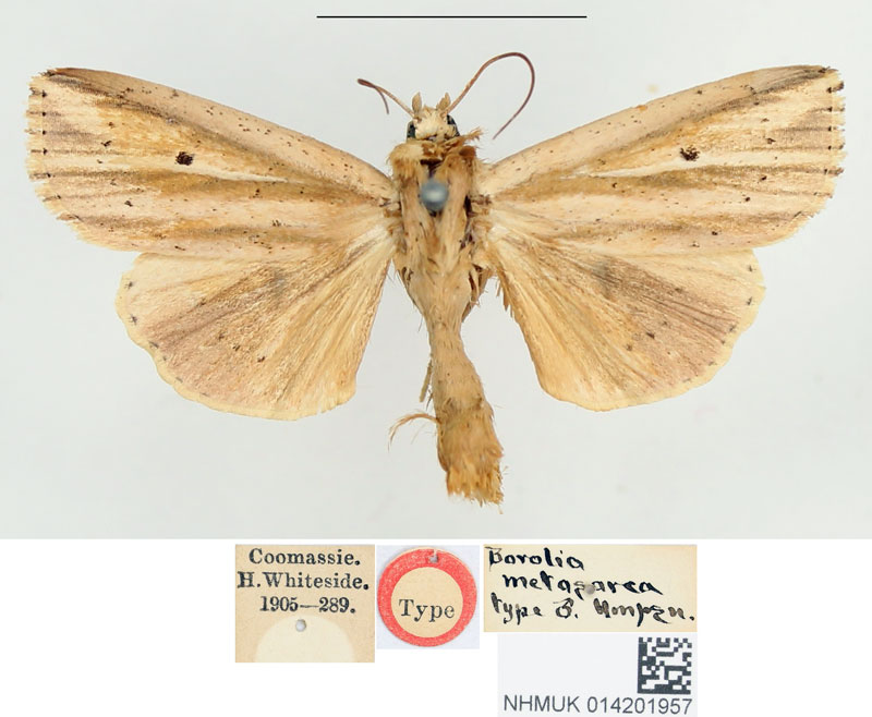 /filer/webapps/moths/media/images/M/metasarca_Borolia_STM_BMNH.jpg
