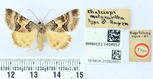 /filer/webapps/moths/media/images/M/metaxantha_Chalciope_HT_BMNH.jpg