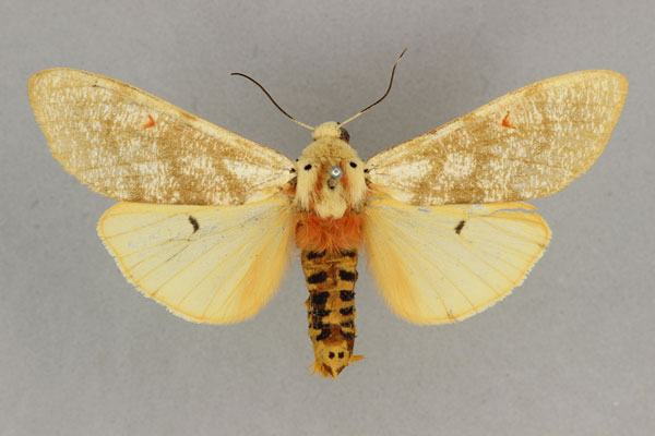/filer/webapps/moths/media/images/M/metaxantha_Teracotona_HT_BMNH.jpg