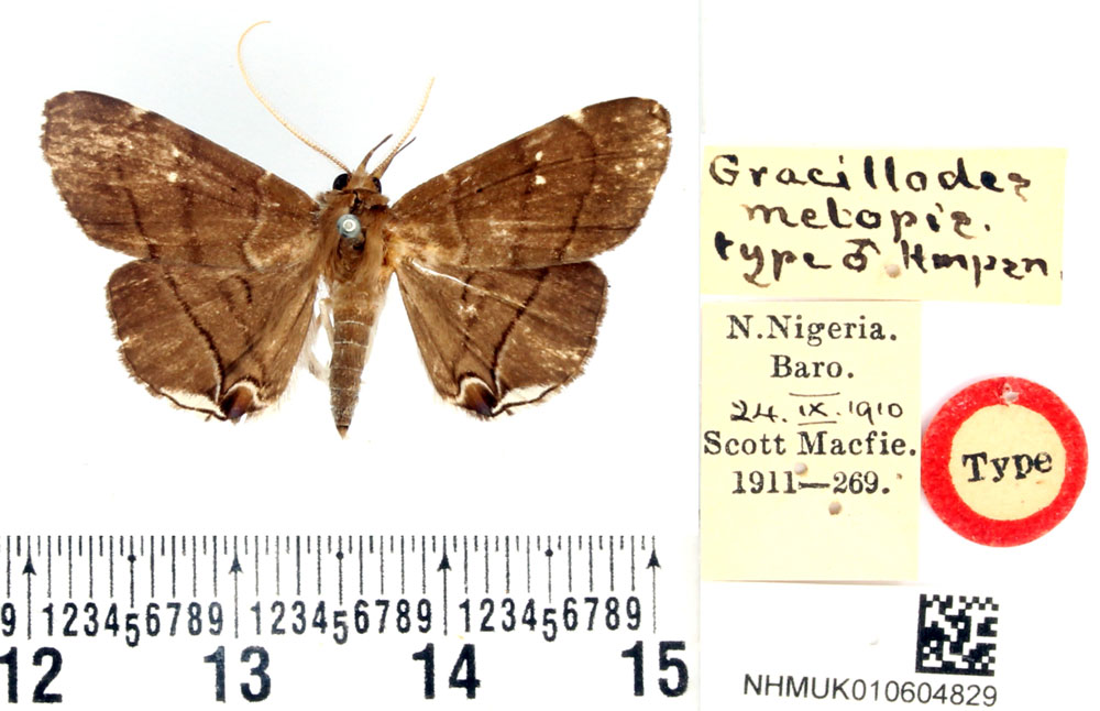 /filer/webapps/moths/media/images/M/metopis_Gracilodes_HT_BMNH.jpg