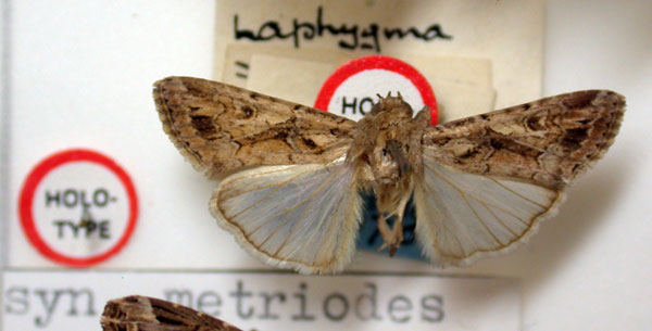 /filer/webapps/moths/media/images/M/metriodes_Prodenia_HT_BMNH.jpg