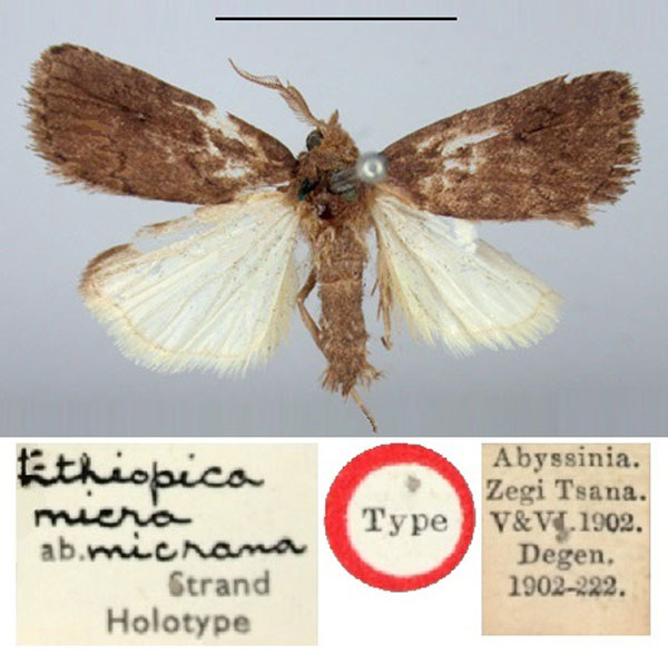 /filer/webapps/moths/media/images/M/micrana_Ethiopica_HT_BMNH.jpg
