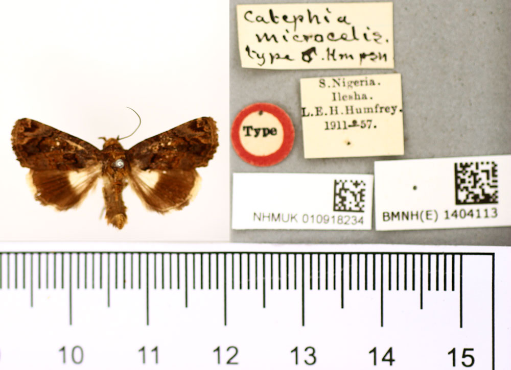 /filer/webapps/moths/media/images/M/microcelis_Catephia_HT_BMNH.jpg