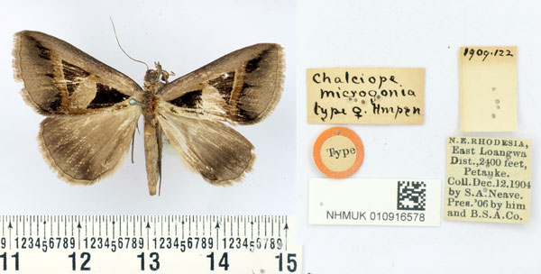 /filer/webapps/moths/media/images/M/microgonia_Chalciope_HT_BMNH.jpg