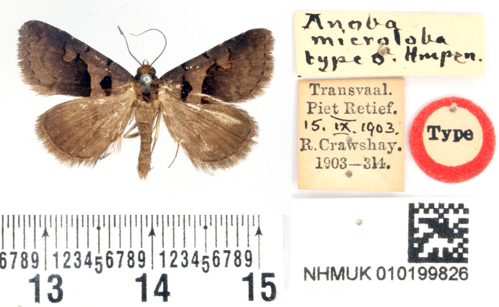 /filer/webapps/moths/media/images/M/microloba_Anoba_HT_BMNH.jpg
