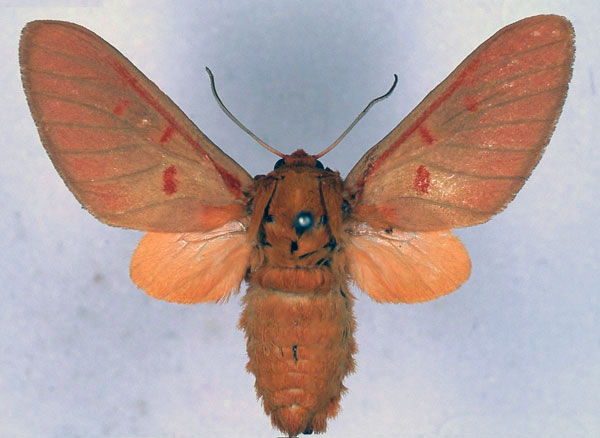 /filer/webapps/moths/media/images/M/micromacula_Balacra_ST_BMNH_01.jpg