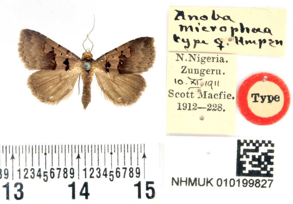 /filer/webapps/moths/media/images/M/microphaea_Anoba_HT_BMNH.jpg