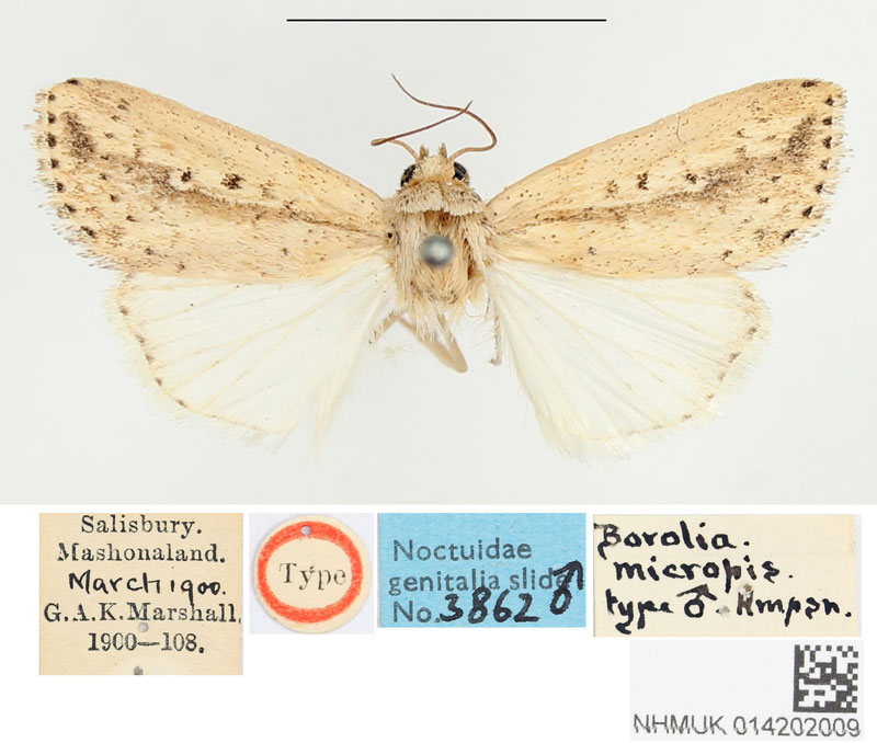 /filer/webapps/moths/media/images/M/micropis_Borolia_HT_BMNH.jpg