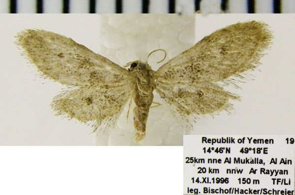 /filer/webapps/moths/media/images/M/microptera_Idaea_AM_ZSM.jpg
