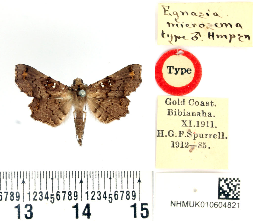 /filer/webapps/moths/media/images/M/microsema_Egnasia_HT_BMNH.jpg