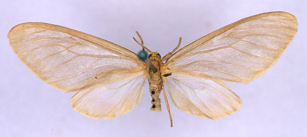 /filer/webapps/moths/media/images/M/microsippia_Nacliodes_ST_BMNH_01.jpg