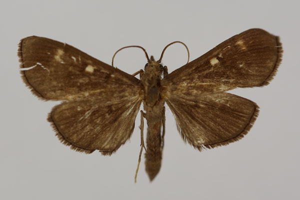 /filer/webapps/moths/media/images/M/microstictalis_Syllepte_HT_BMNH.jpg