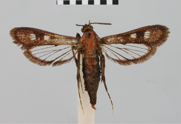 /filer/webapps/moths/media/images/M/microthyris_Macrotarsipus_HT_BMNH.jpg