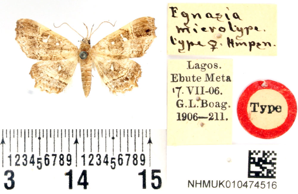 /filer/webapps/moths/media/images/M/microtype_Egnasia_HT_BMNH.jpg