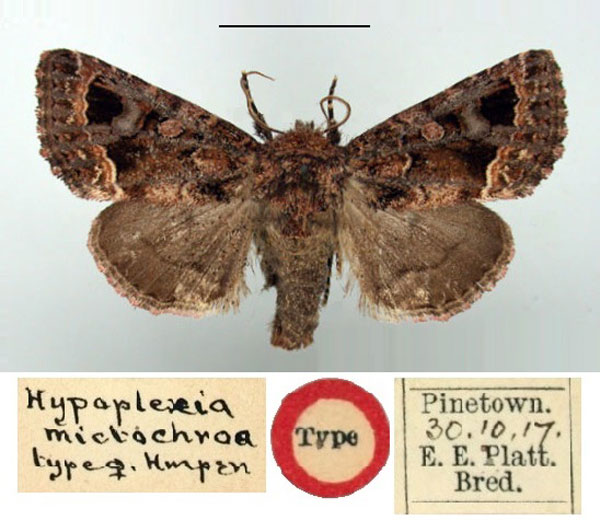 /filer/webapps/moths/media/images/M/mictochroa_Hypoplexia_HT_BMNH.jpg