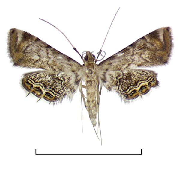 /filer/webapps/moths/media/images/M/mimicalis_Eoophyla_AM_BMNH.jpg