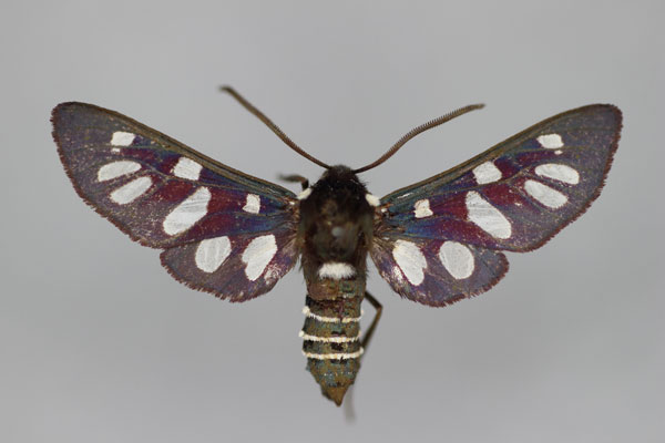 /filer/webapps/moths/media/images/M/minceus_Eutomis_A_BMNH.jpg