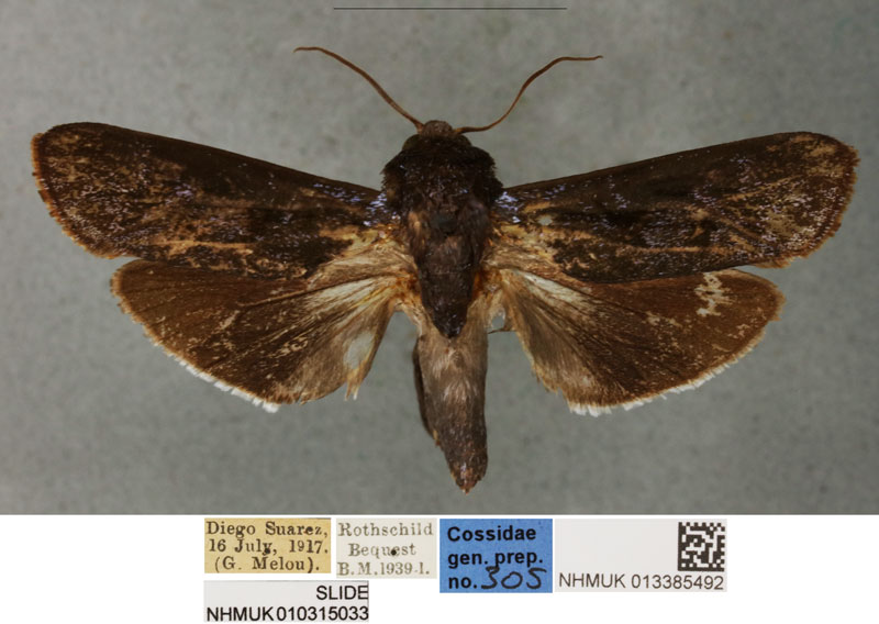 /filer/webapps/moths/media/images/M/mineti_Pseudocossus_HT_BMNH.jpg