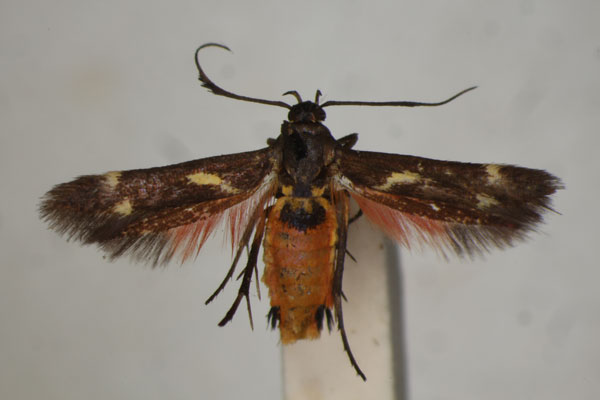 /filer/webapps/moths/media/images/M/miniata_Eretmocera_ST_BMNH.jpg