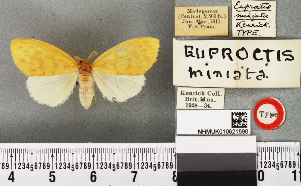 /filer/webapps/moths/media/images/M/miniata_Euproctis_HT_BMNH.jpg
