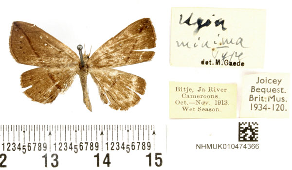 /filer/webapps/moths/media/images/M/minima_Ugia_HT_BMNH.jpg