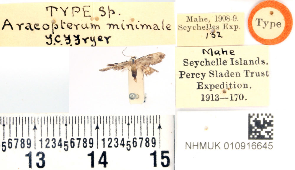 /filer/webapps/moths/media/images/M/minimale_Araeopterum_HT_BMNH.jpg