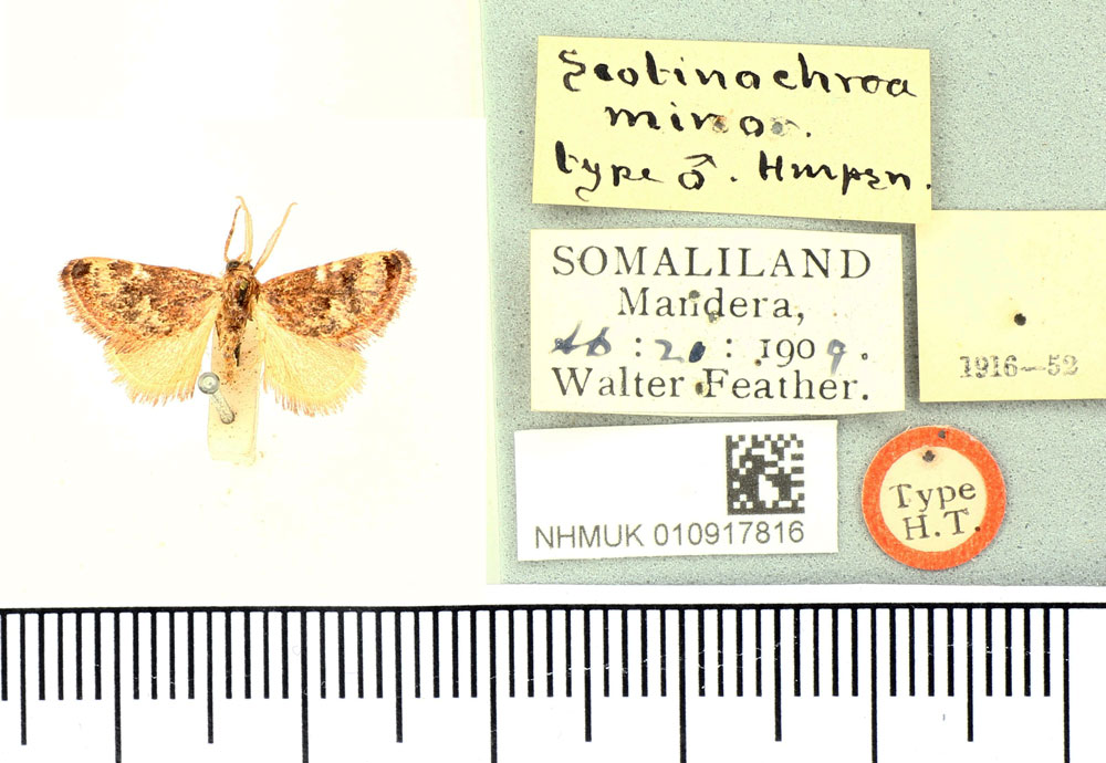 /filer/webapps/moths/media/images/M/minor_Scotinochroa_HT_BMNH.jpg