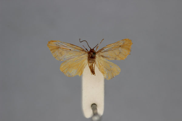 /filer/webapps/moths/media/images/M/minuta_Paurophleps_HT_BMNH.jpg
