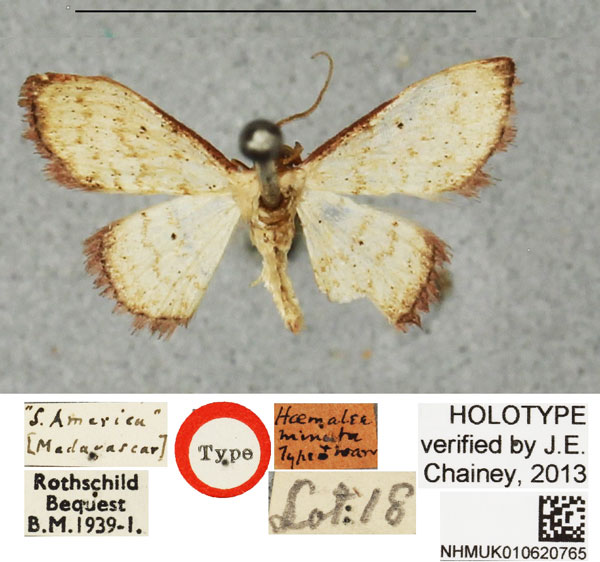 /filer/webapps/moths/media/images/M/minuta_Scopula_HT_BMNH.jpg