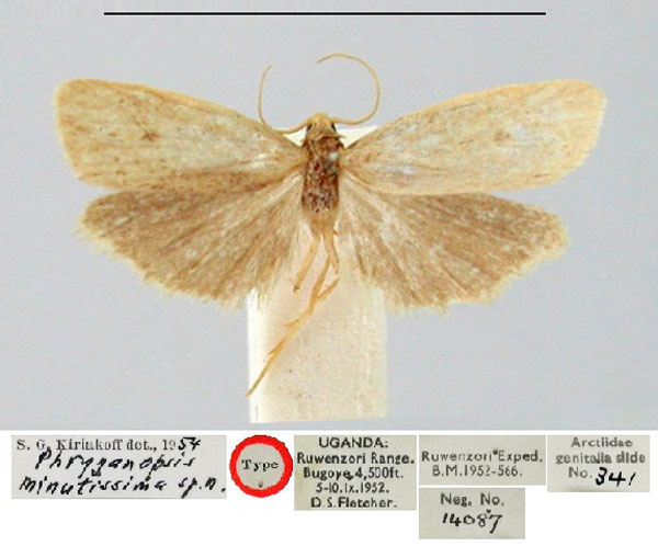 /filer/webapps/moths/media/images/M/minutissima_Phryganopsis_HT_BMNH.jpg
