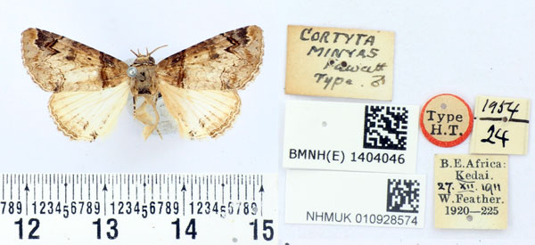 /filer/webapps/moths/media/images/M/minyas_Cortyta_HT_BMNH.jpg