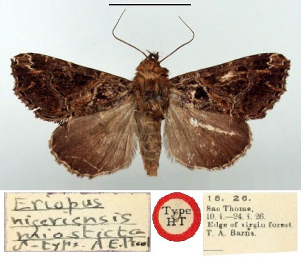 /filer/webapps/moths/media/images/M/miosticta_Eriopus_HT_BMNH.jpg