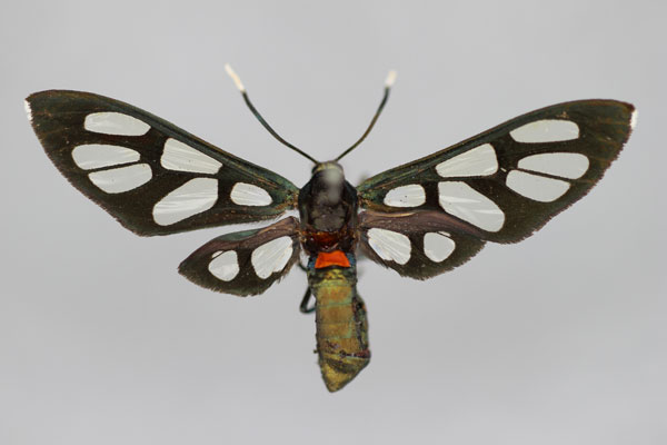 /filer/webapps/moths/media/images/M/miozona_Amata_HT_BMNH.jpg