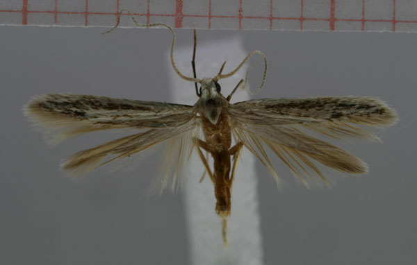 /filer/webapps/moths/media/images/M/mirabibella_Coleophora_HT_NMNW.jpg