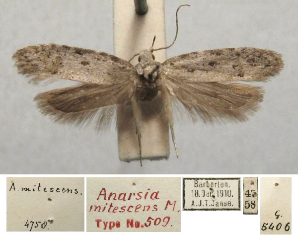 /filer/webapps/moths/media/images/M/mitescens_Anarsia_HT_TMSA.jpg