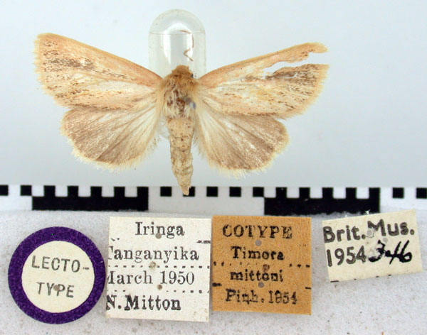 /filer/webapps/moths/media/images/M/mittoni_Timora_LT_BMNH.jpg