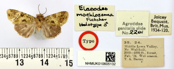 /filer/webapps/moths/media/images/M/mochlosema_Elaeodes_HT_BMNH.jpg