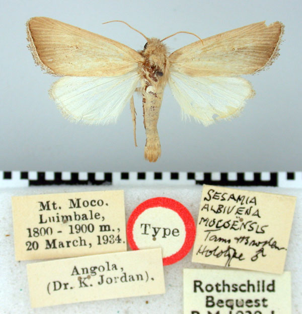 /filer/webapps/moths/media/images/M/mocoensis_Sesamia_HT_BMNH.jpg