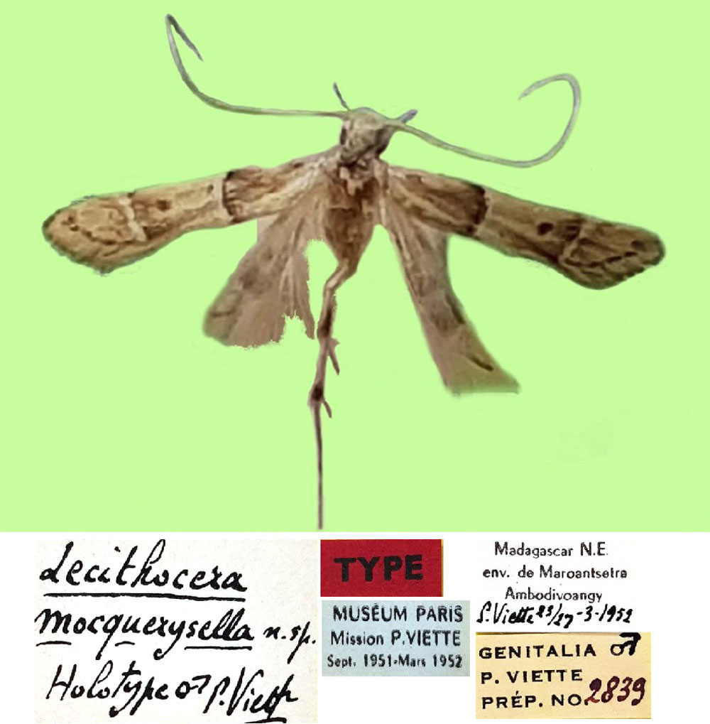 /filer/webapps/moths/media/images/M/mocquerysella_Lecithocera_HT_MNHN.jpg
