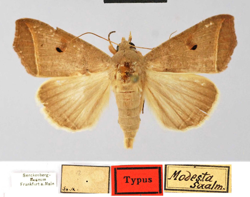 /filer/webapps/moths/media/images/M/modesta_Argyphia_HT_SNMF.jpg