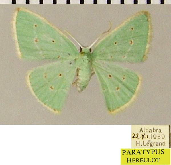 /filer/webapps/moths/media/images/M/modesta_Comostolopsis_PTF_ZSMa.jpg