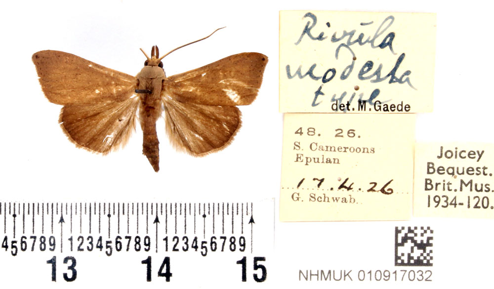 /filer/webapps/moths/media/images/M/modesta_Rivula_HT_BMNH.jpg