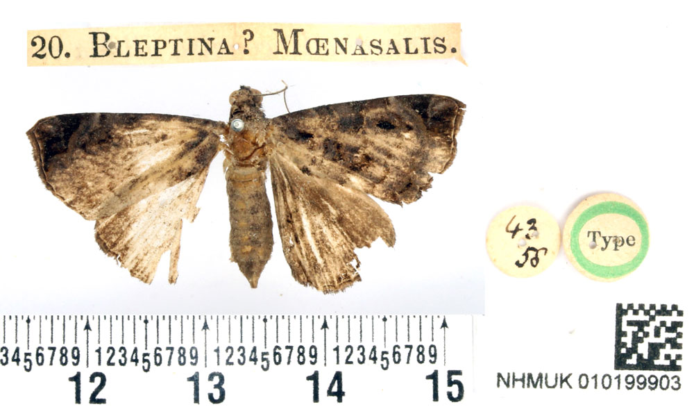 /filer/webapps/moths/media/images/M/moenasalis_Bleptina_HT_BMNH.jpg