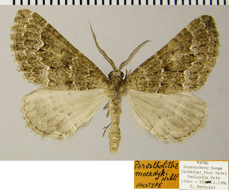 /filer/webapps/moths/media/images/M/moerdycki_Parortholitha_HT_ZSMa.jpg