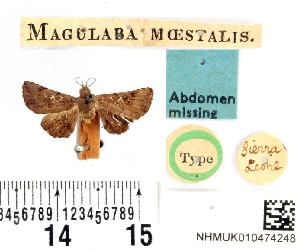 /filer/webapps/moths/media/images/M/moestalis_Magulaba_HT_BMNH.jpg