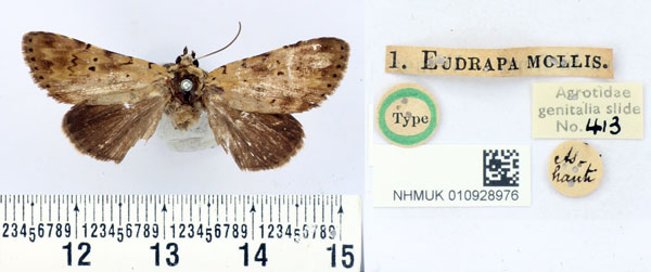 /filer/webapps/moths/media/images/M/mollis_Eudrapa_HT_BMNH.jpg